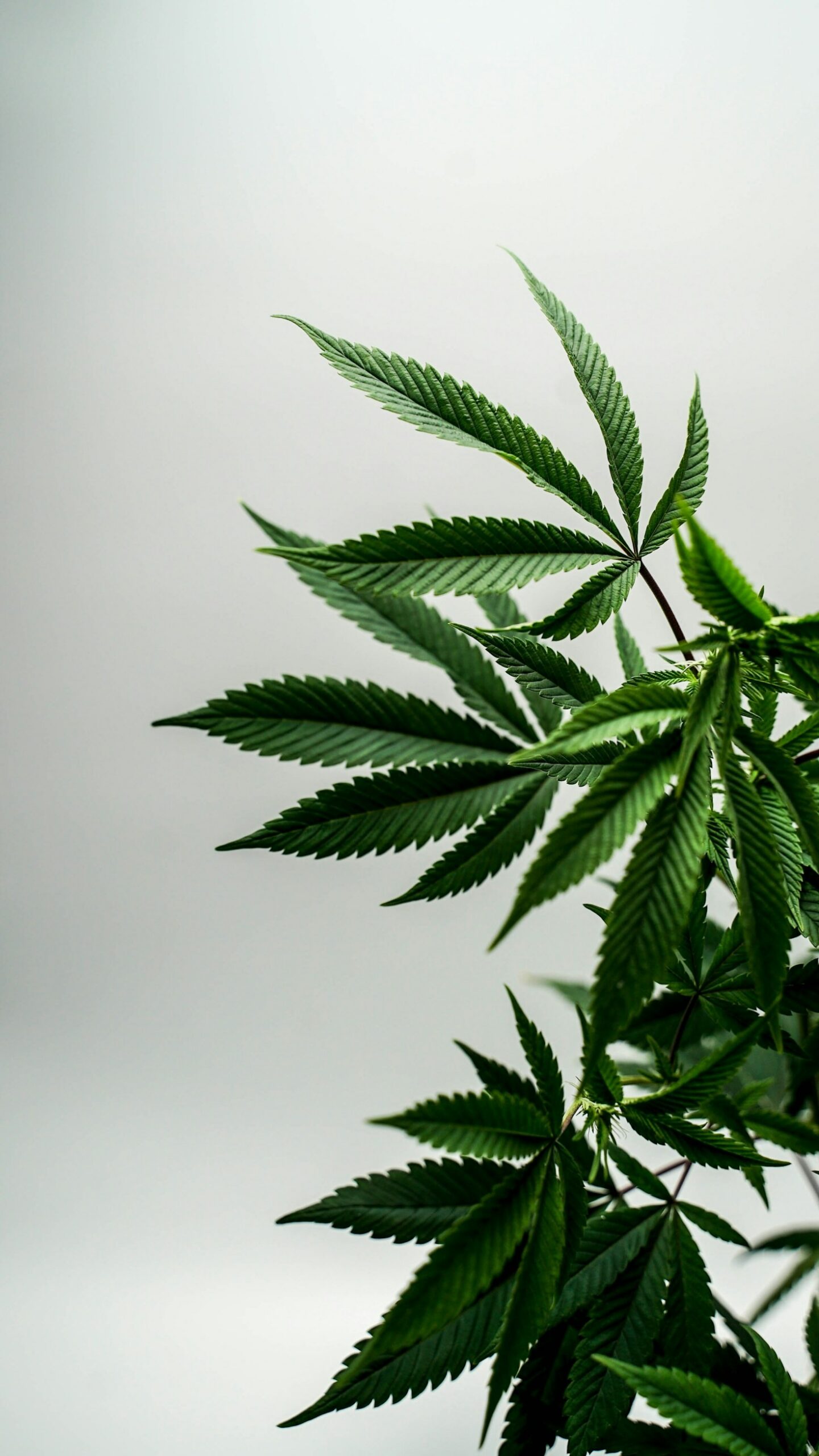 Descifrando los mitos y verdades del CBD